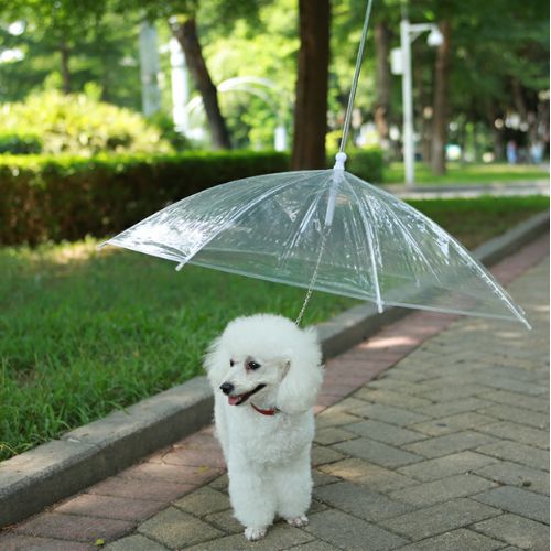 Paws Dry Pet Umbrella