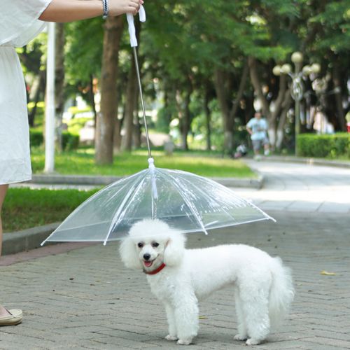 Paws Dry Pet Umbrella